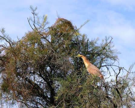 Image of Nankeen Night Heron