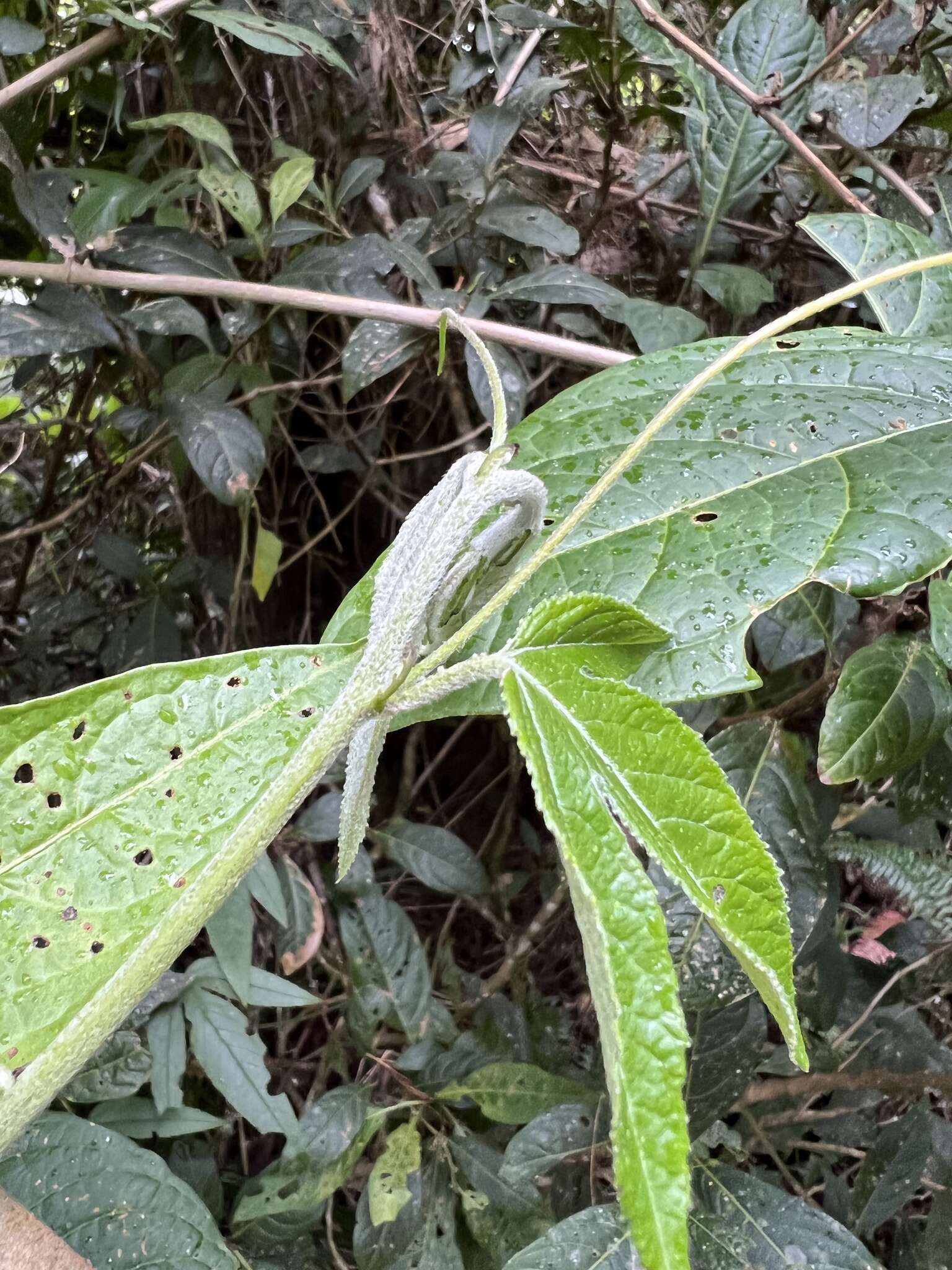 Image of Passiflora flexipes Triana & Planch.