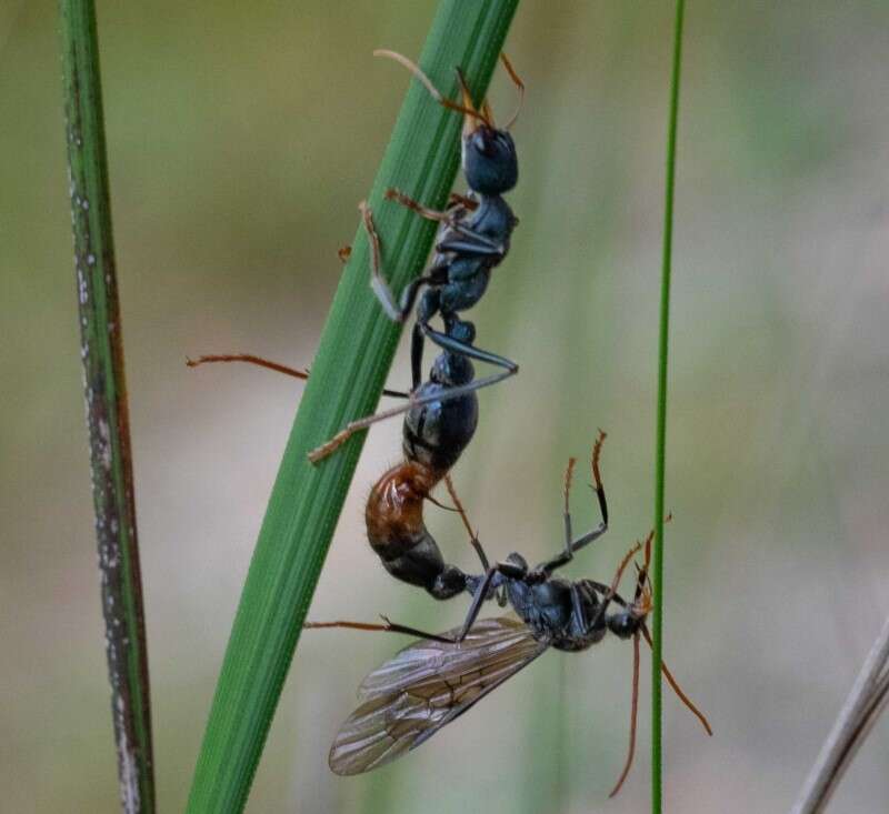 Image of Myrmecia tarsata Smith 1858