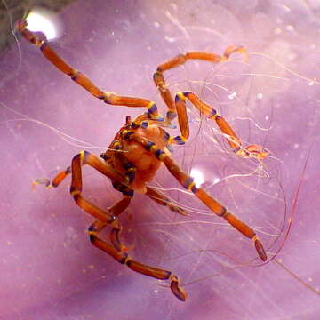 Image of Anoplodactylus evansi Clark 1963