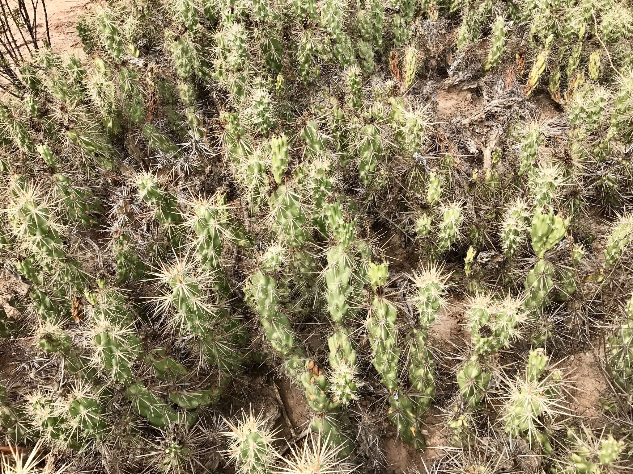 Image of Devil's Prickly-pear Cactus