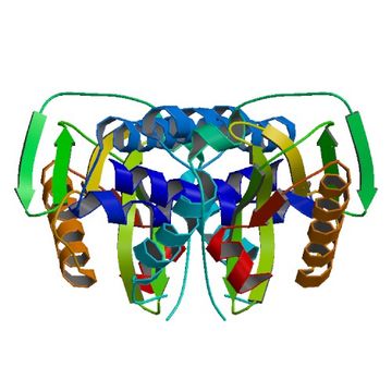 Image of Influenza A virus