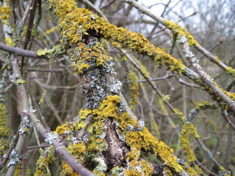 Image of orange wall lichen