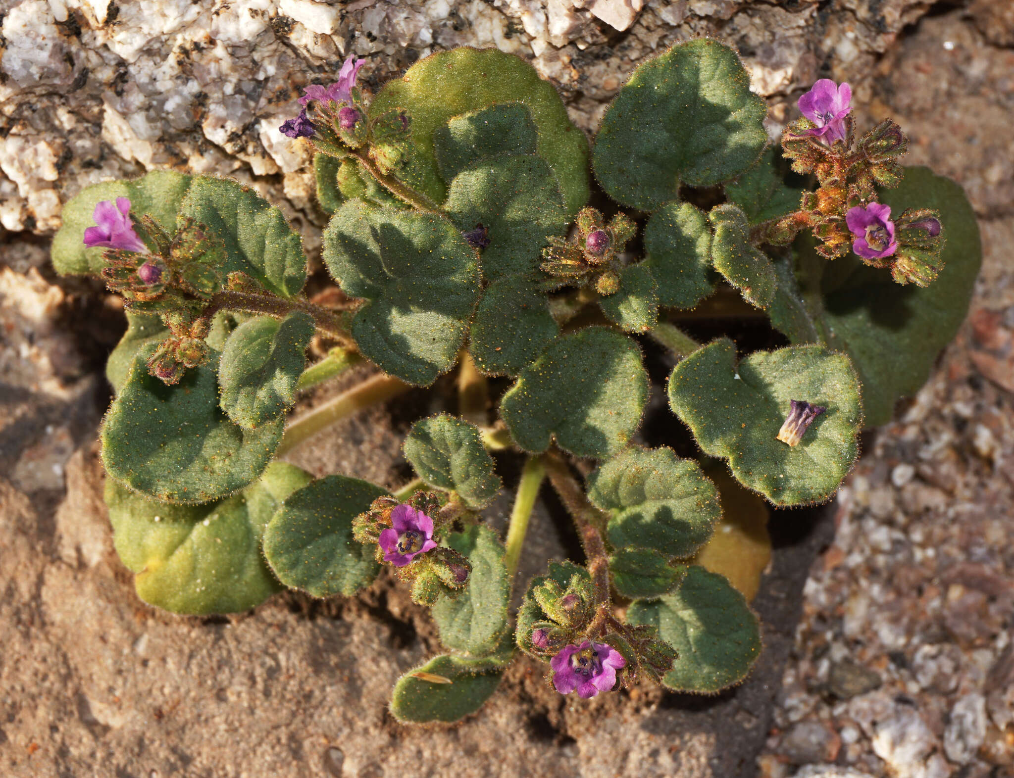 Image of blacktack phacelia