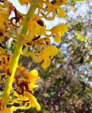 Sivun Vochysia haenkeana C. Martius kuva