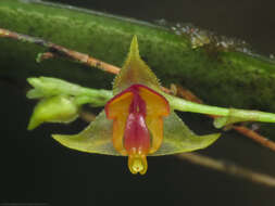 Image de Lepanthes tachirensis Foldats