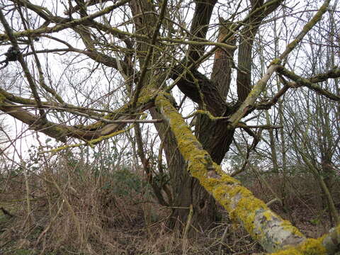 Image of orange wall lichen