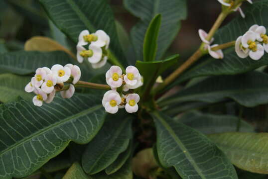 Euphorbia lophogona Lam. resmi