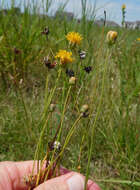 Image of Hopi tea greenthread