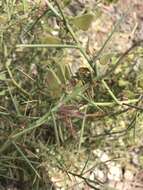Image of Daviesia genistifolia Benth.