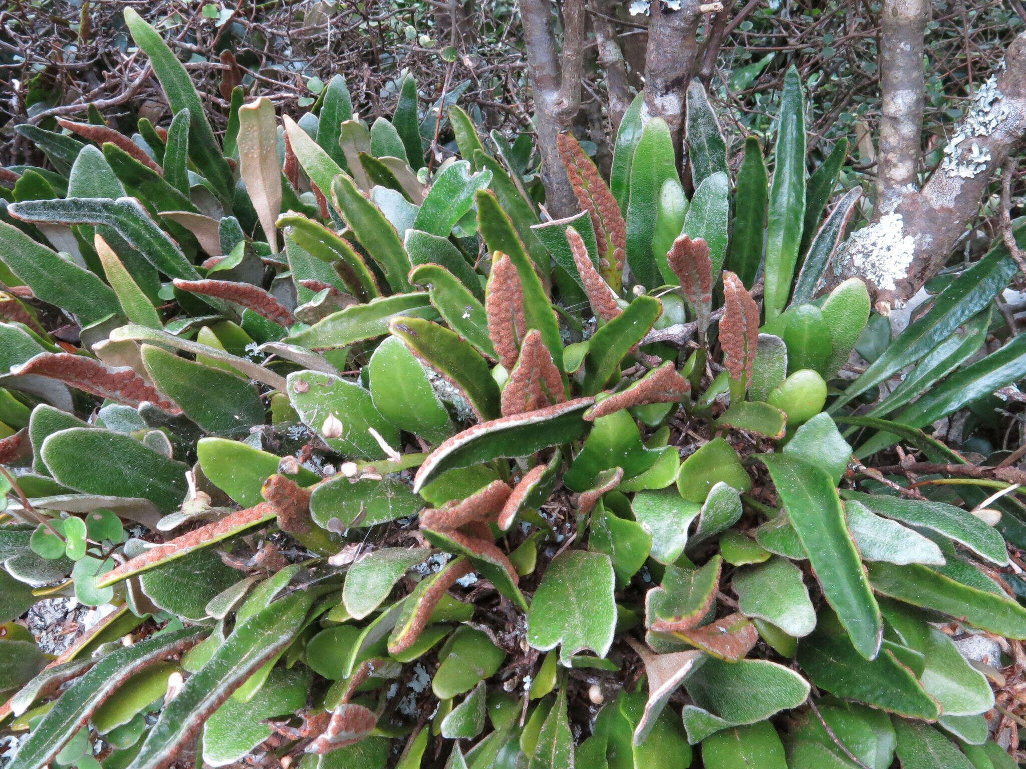 Image of leather-leaf fern