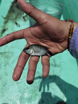 Cichlasoma trimaculatum (Günther 1867) resmi