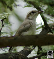 Tephrodornis pondicerianus (Gmelin & JF 1789)的圖片