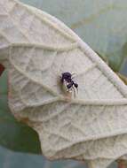 Image of Ant-mimicking Treehopper