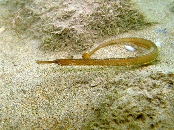 Image of Darkflank Pipefish