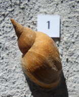 Image of Great Pond Snail