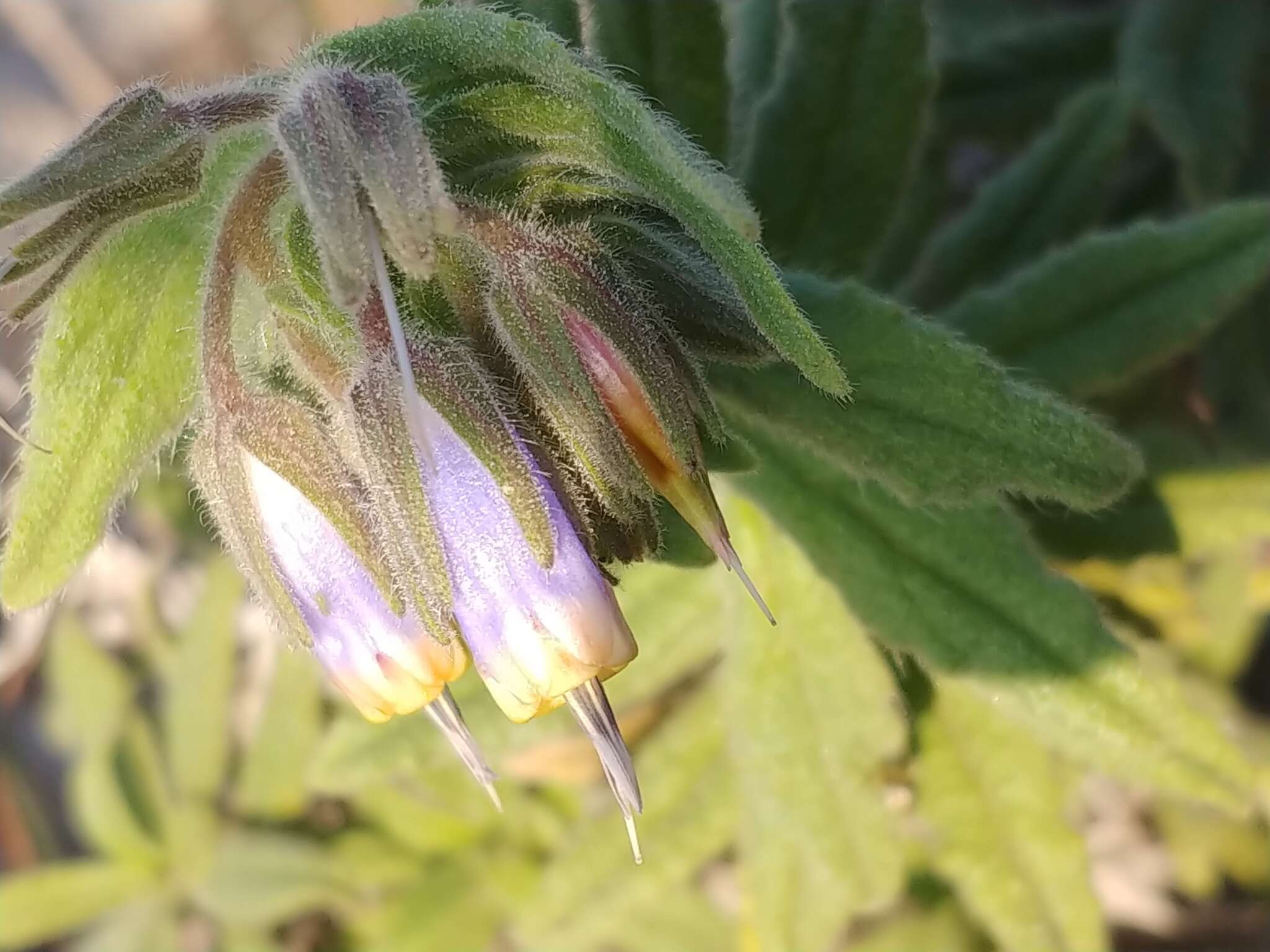 Plancia ëd Podonosma orientalis (L.) Feinbr.