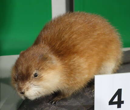 Image of muskrat