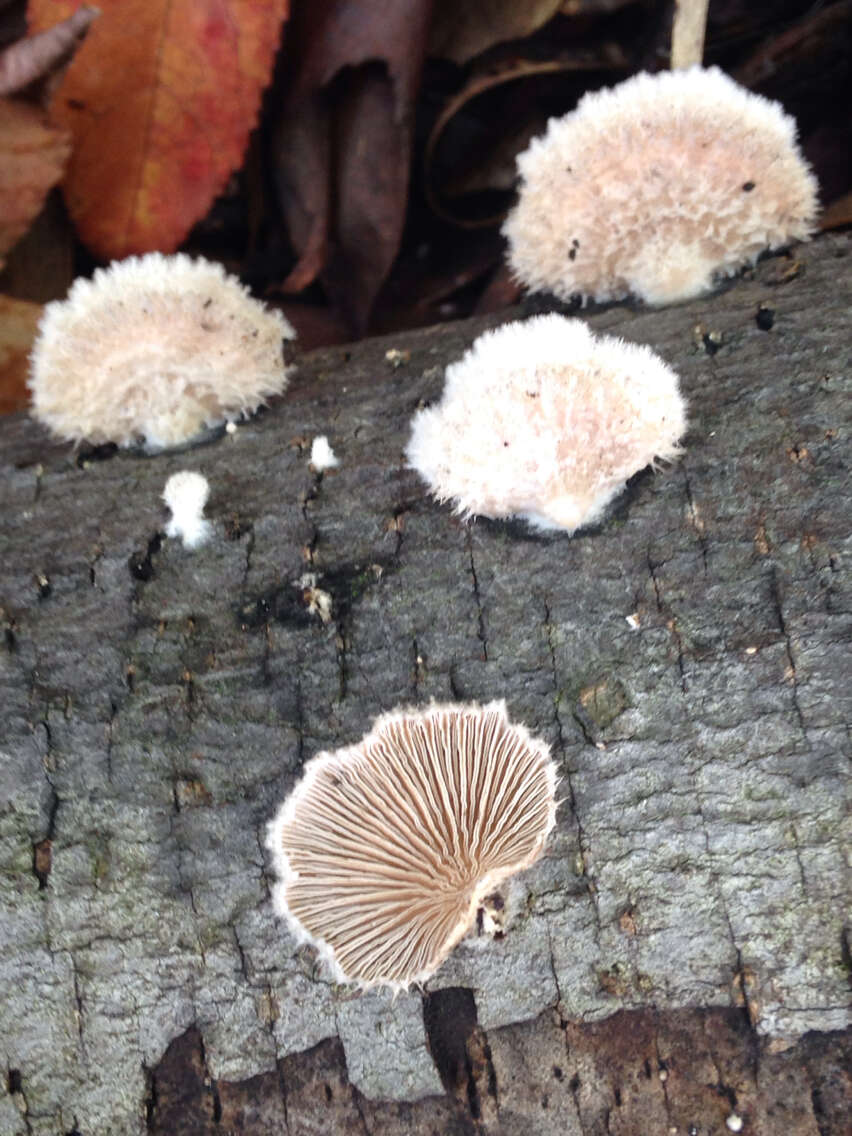 Image of Schizophyllum