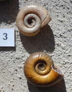 Image of Great Ram's Horn Snail