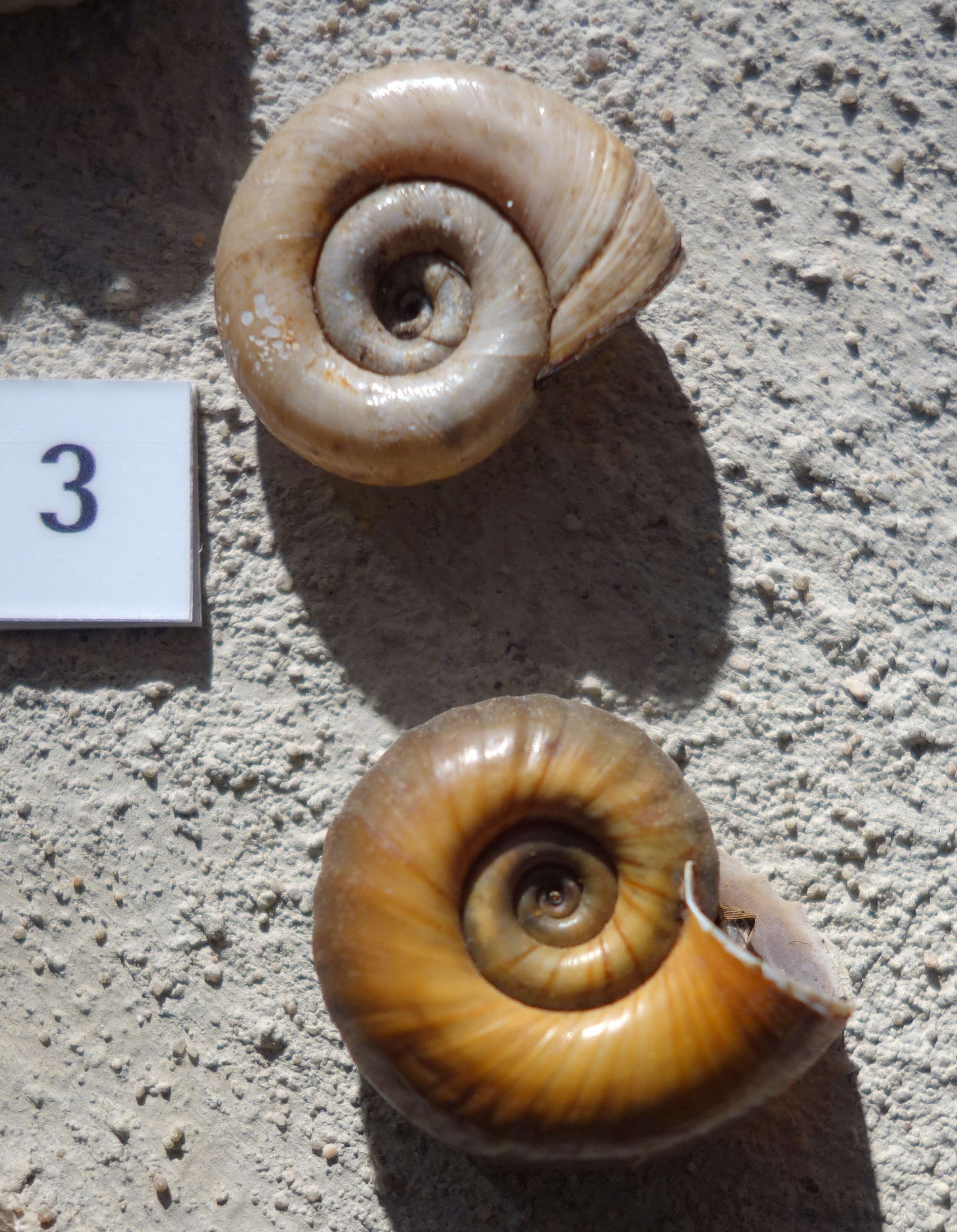 Image of Great Ram's Horn Snail