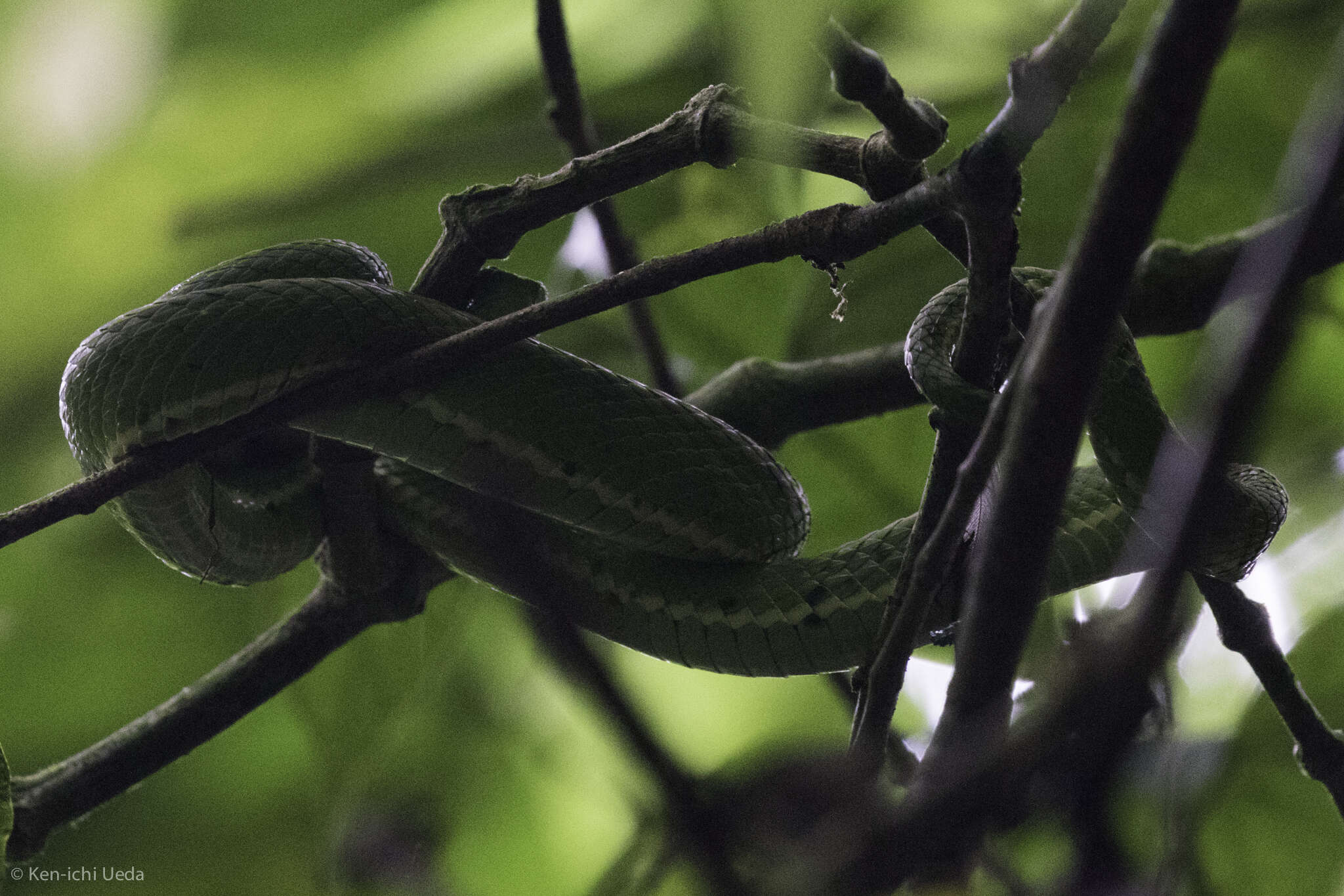 Image of Coffee Palm Viper