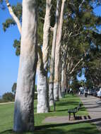 Image of lemonscented gum