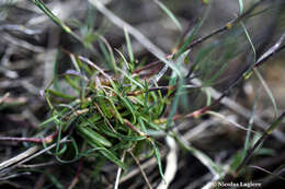 صورة Dianthus cinnamomeus Sm.