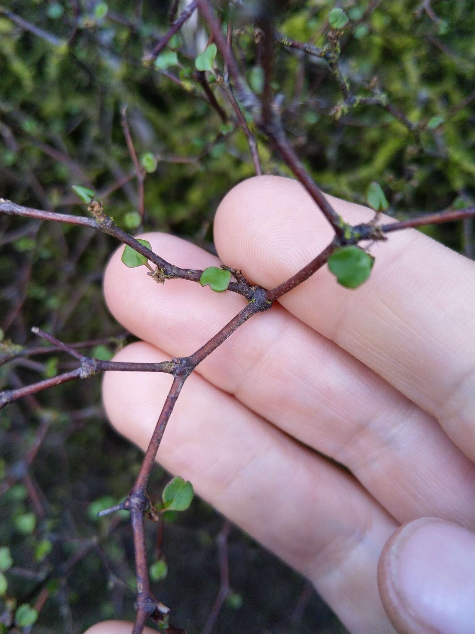 Image of Shrubby tororaro