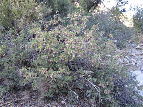 Image of desert snowberry