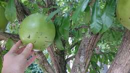 Image of common calabash tree