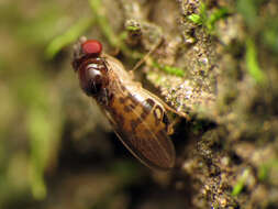 Image of Mycodrosophila claytonae Wheeler & Takada 1963