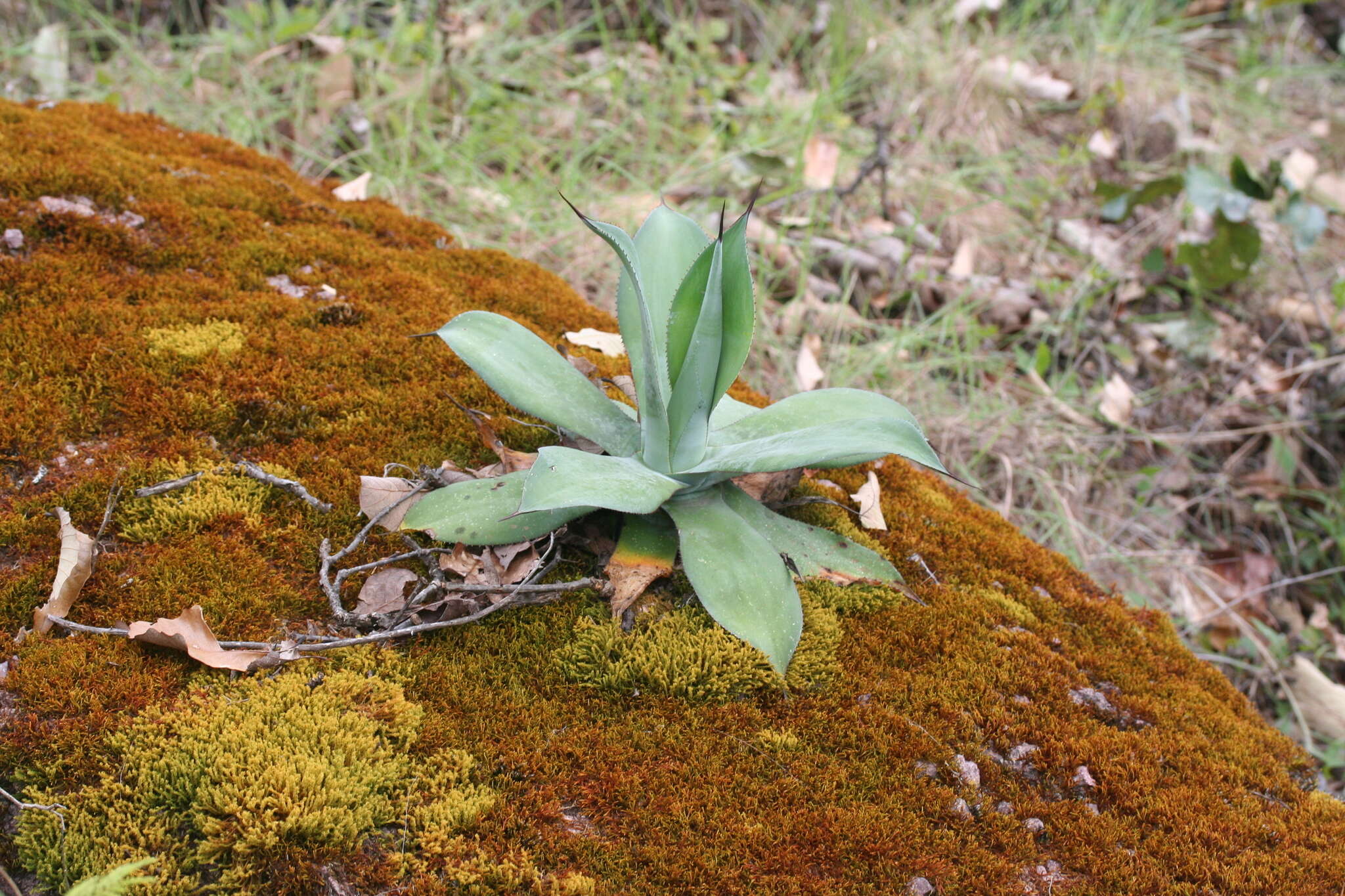 Imagem de Agave vazquezgarciae Cházaro & J. A. Lomelí