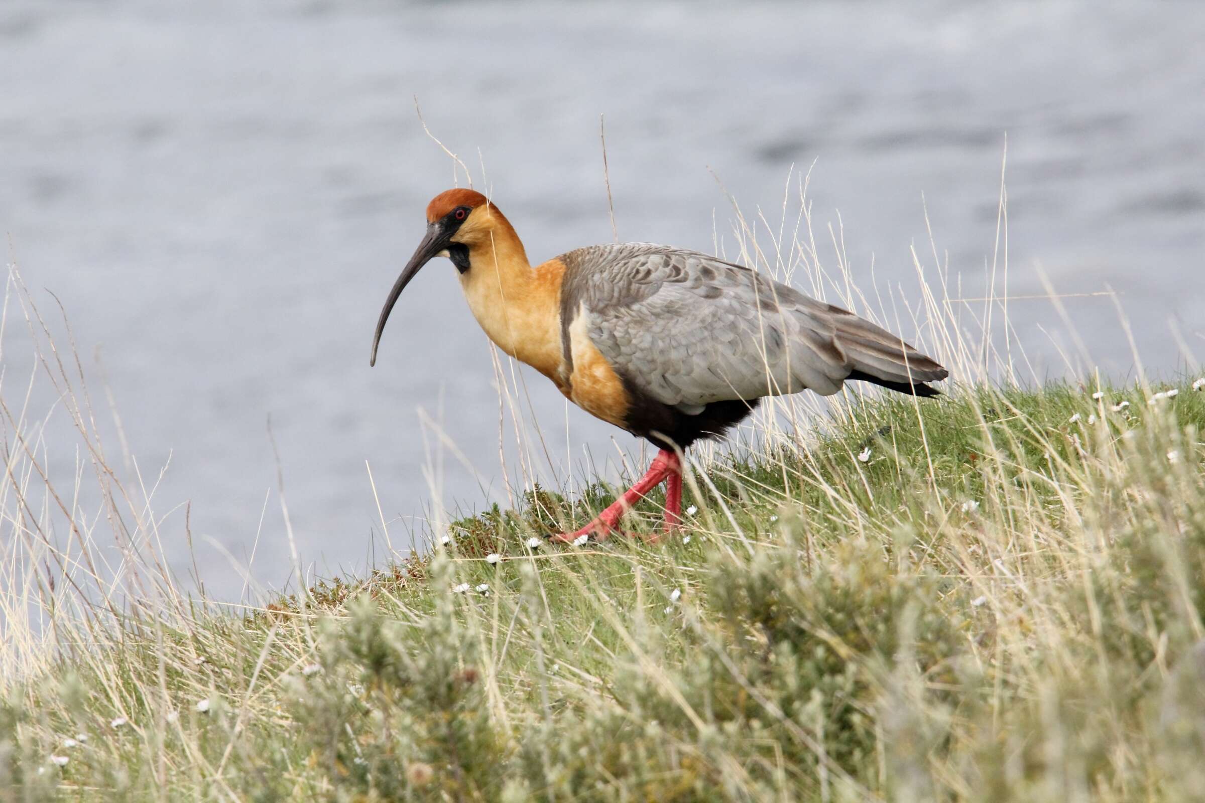 Image of Black-faced Ibis