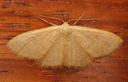 Image de Idaea uniformis Warren 1896