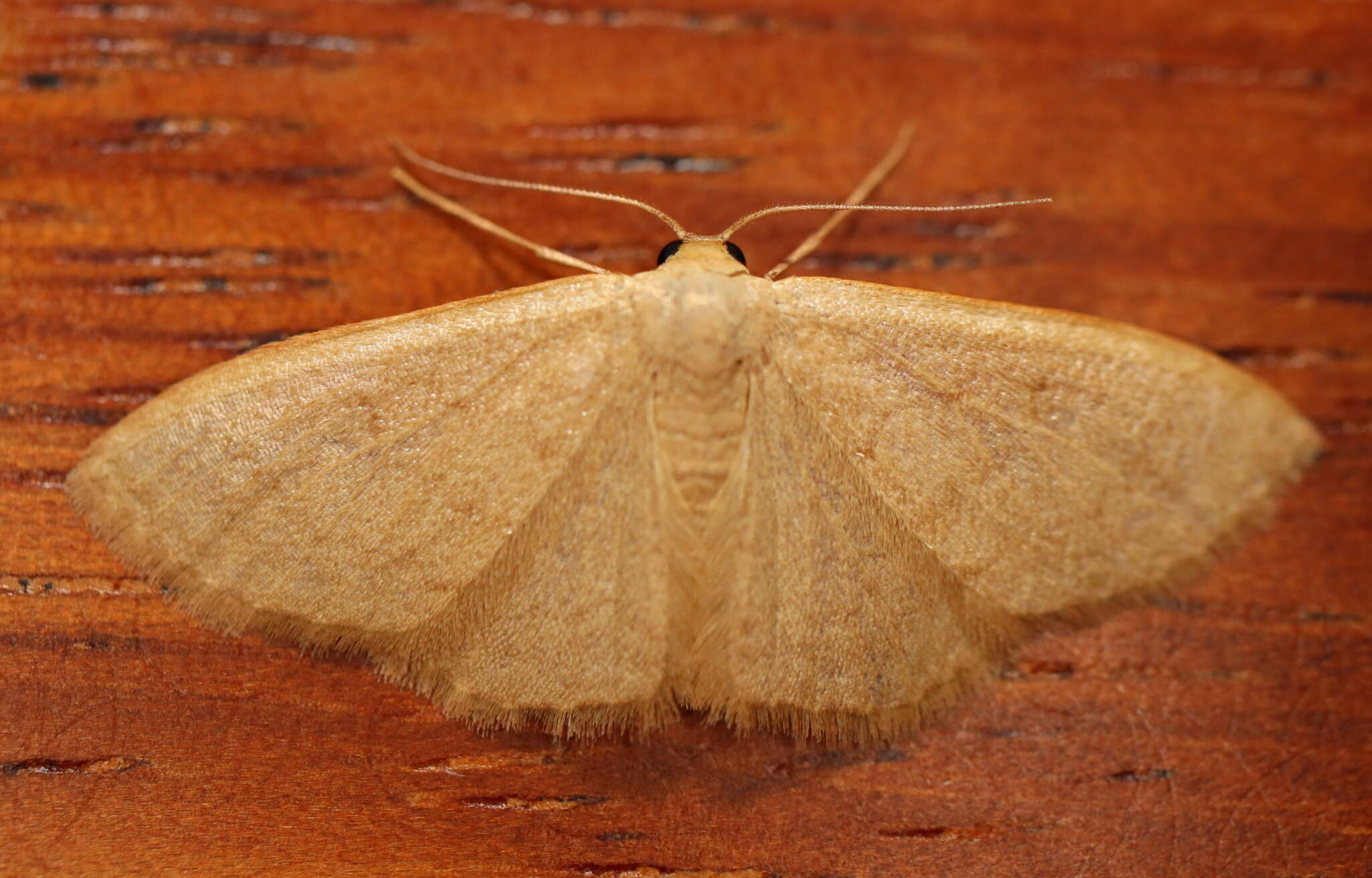 صورة Idaea uniformis Warren 1896