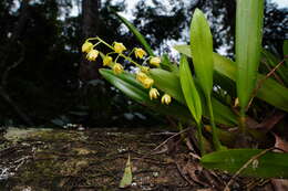 Image of Lily-of-the-valley orchid