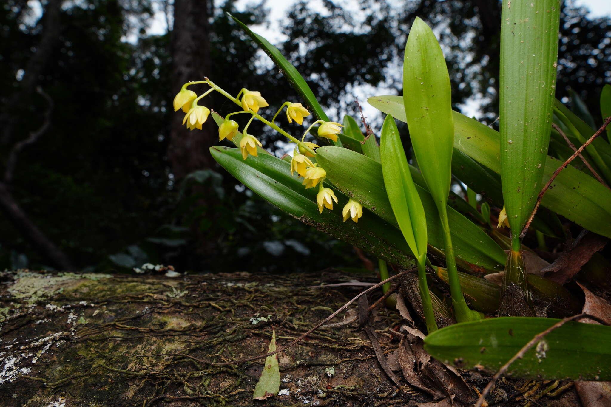 Image of Lily-of-the-valley orchid