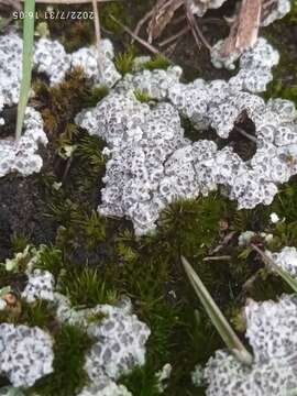 Image of Diploschistes muscorum subsp. bartlettii Lumbsch