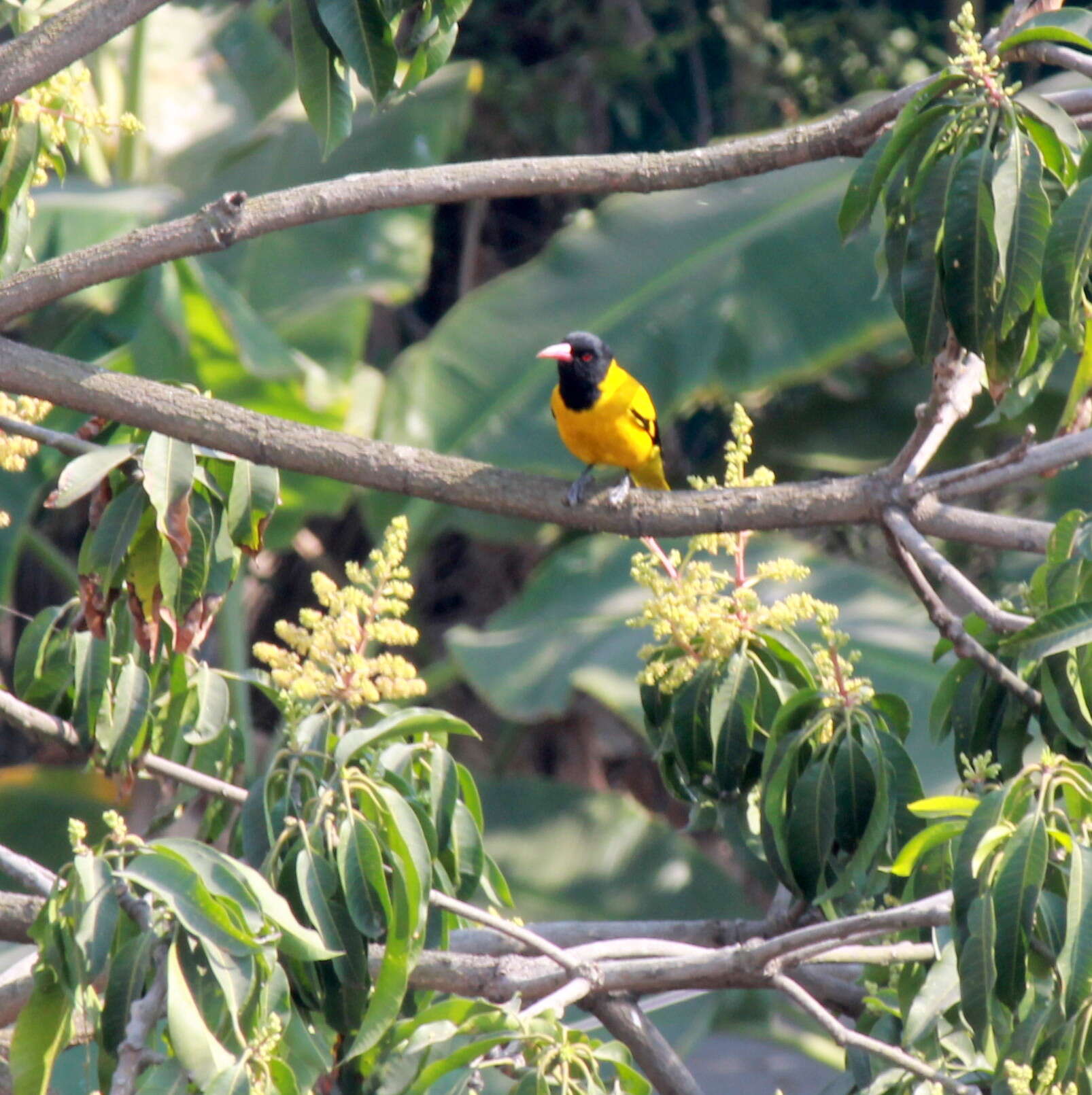 Image of Black-hooded Oriole