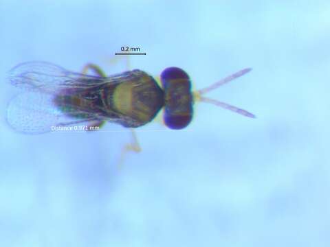 Image of Parasitoid wasp