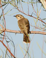 Image of Black-eared Cuckoo