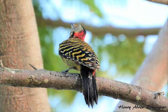 Image of Hispaniolan Woodpecker