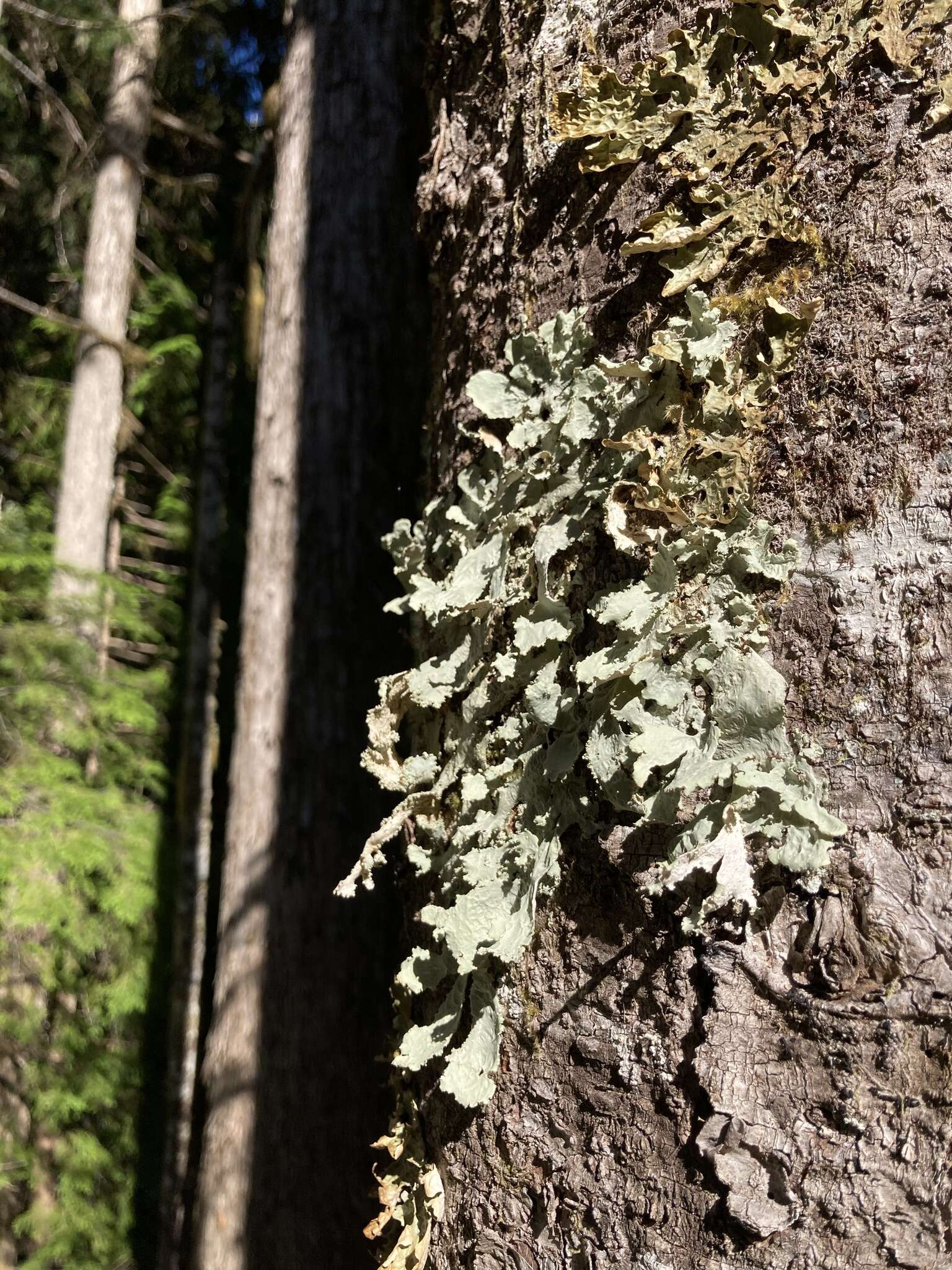 Слика од Pseudocyphellaria rainierensis Imshaug