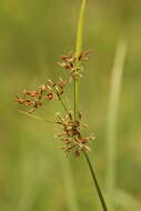 Image de Fimbristylis complanata (Retz.) Link