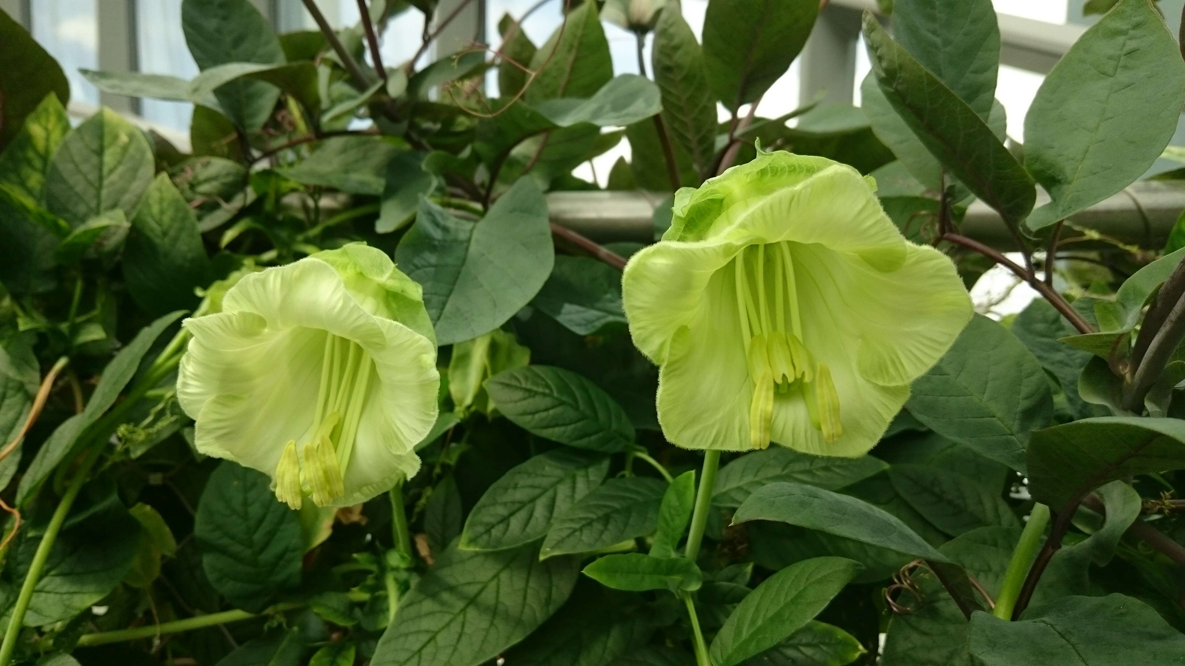 Imagem de Cobaea scandens Cav.