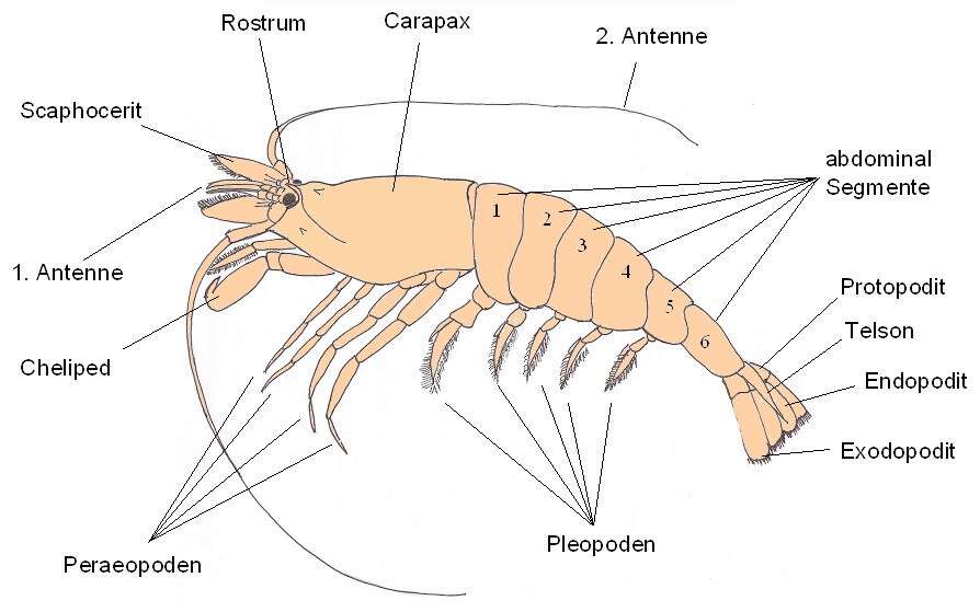 Image of Common shrimp