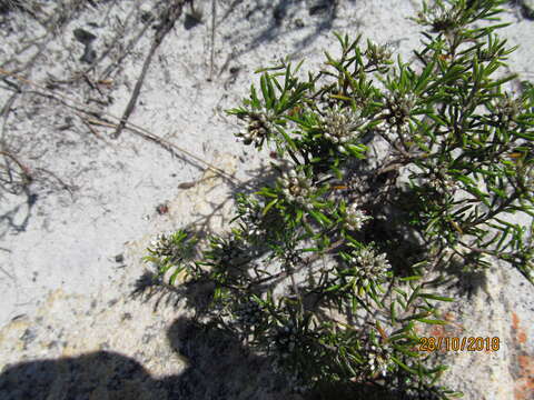 Image of Metalasia tenuifolia DC.