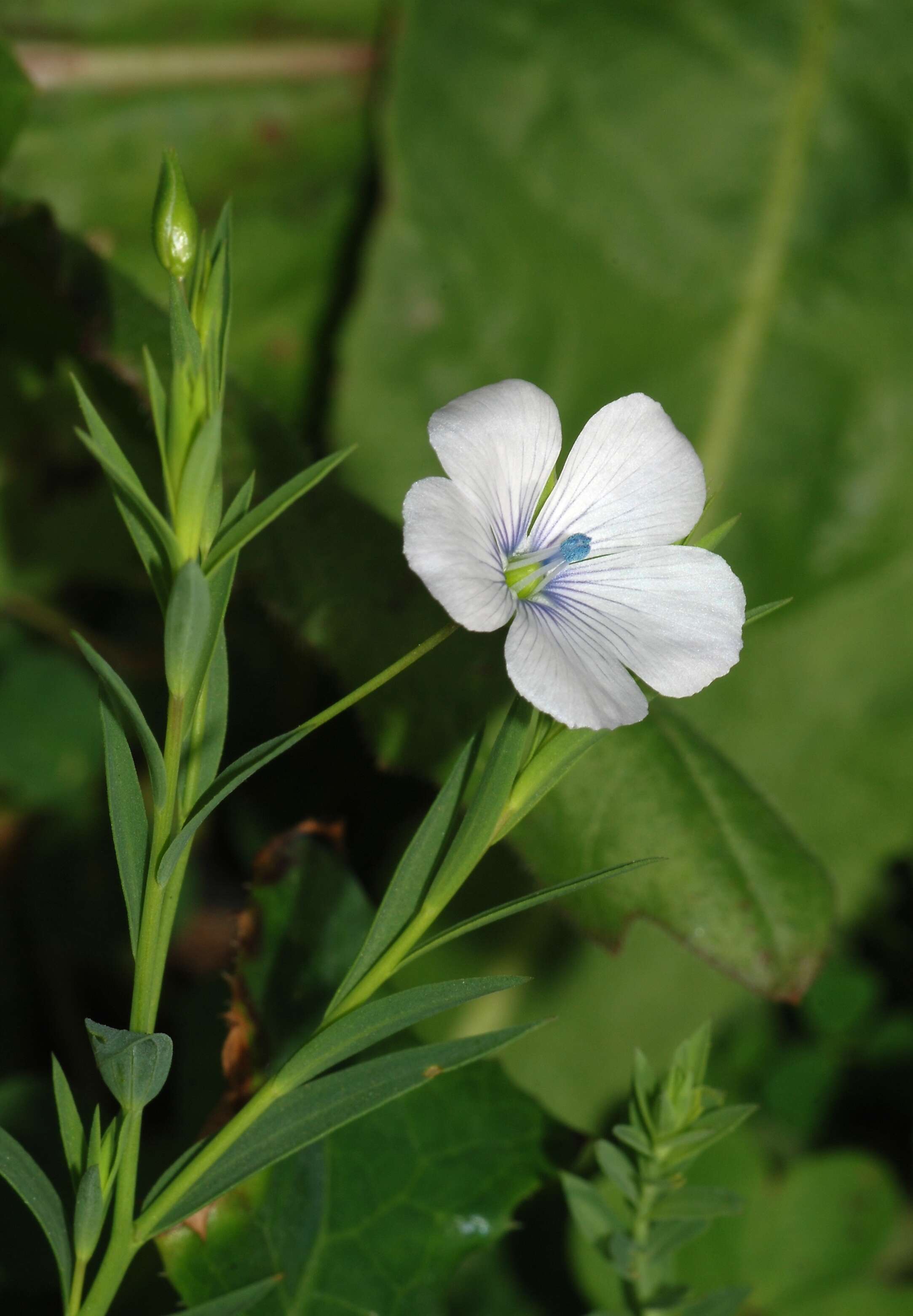 Image of flax