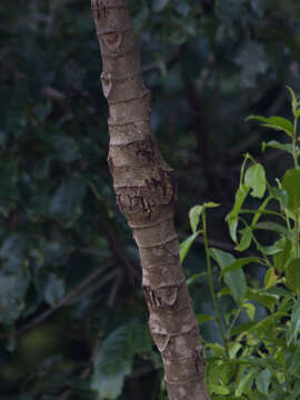 Imagem de Cecropia pachystachya Trec.